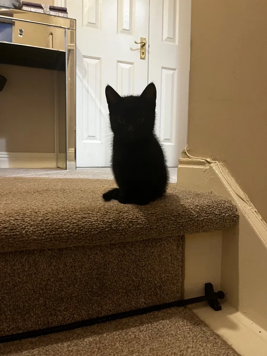 Kittens for sale - Image 3