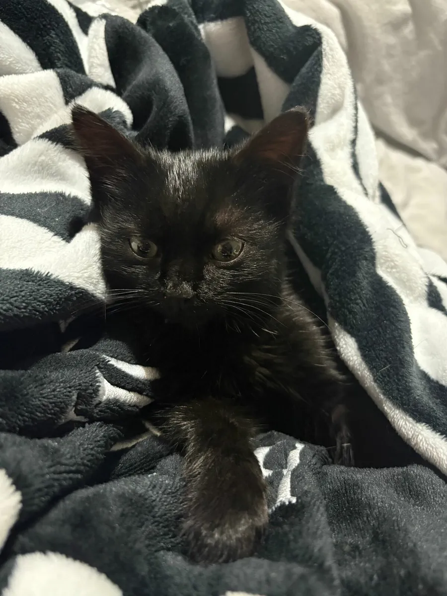 Kitten - Image 1