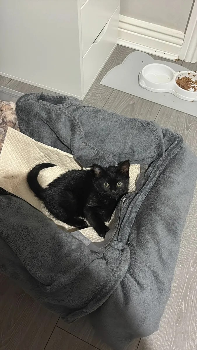 Kitten - Image 2