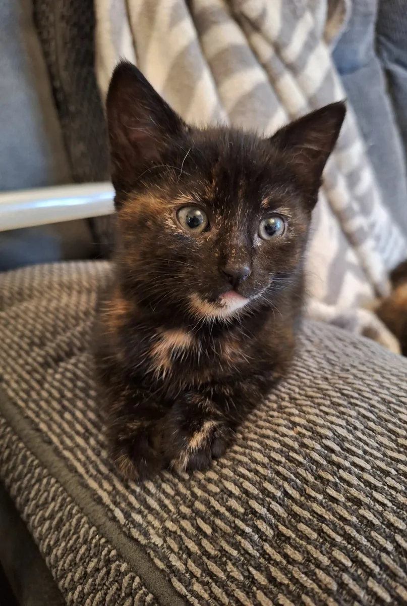 Kittens - Image 1