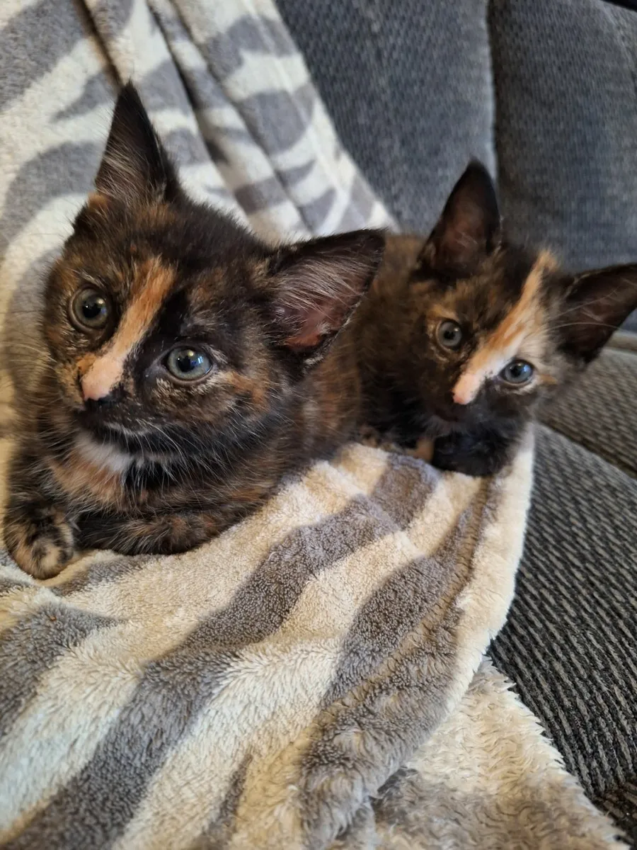 Kittens - Image 2