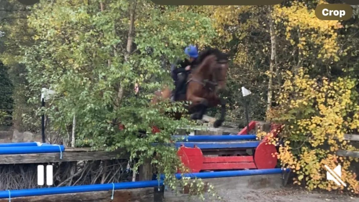 Horse 4 year old gelding - Image 1