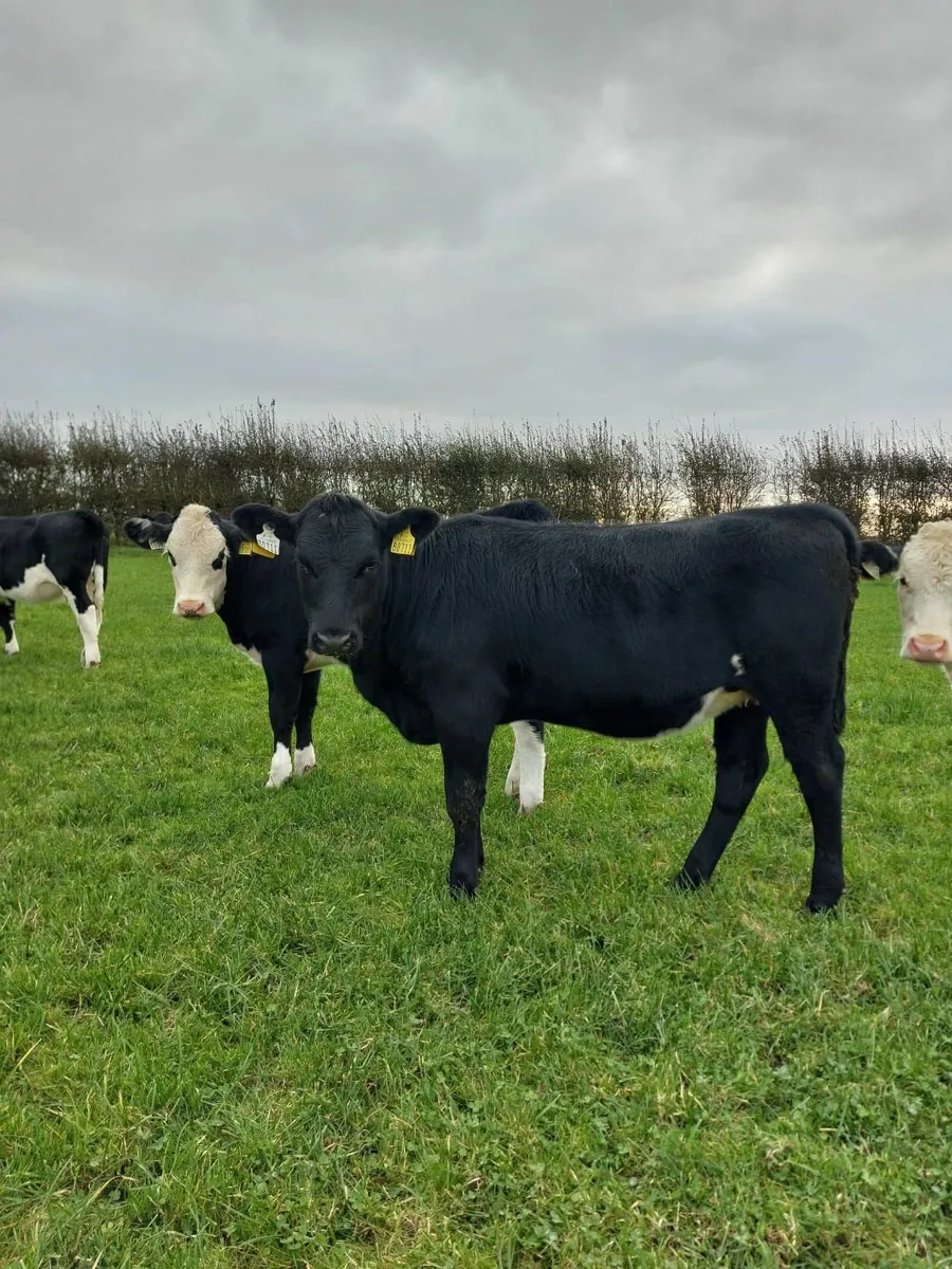 livestock - Image 4