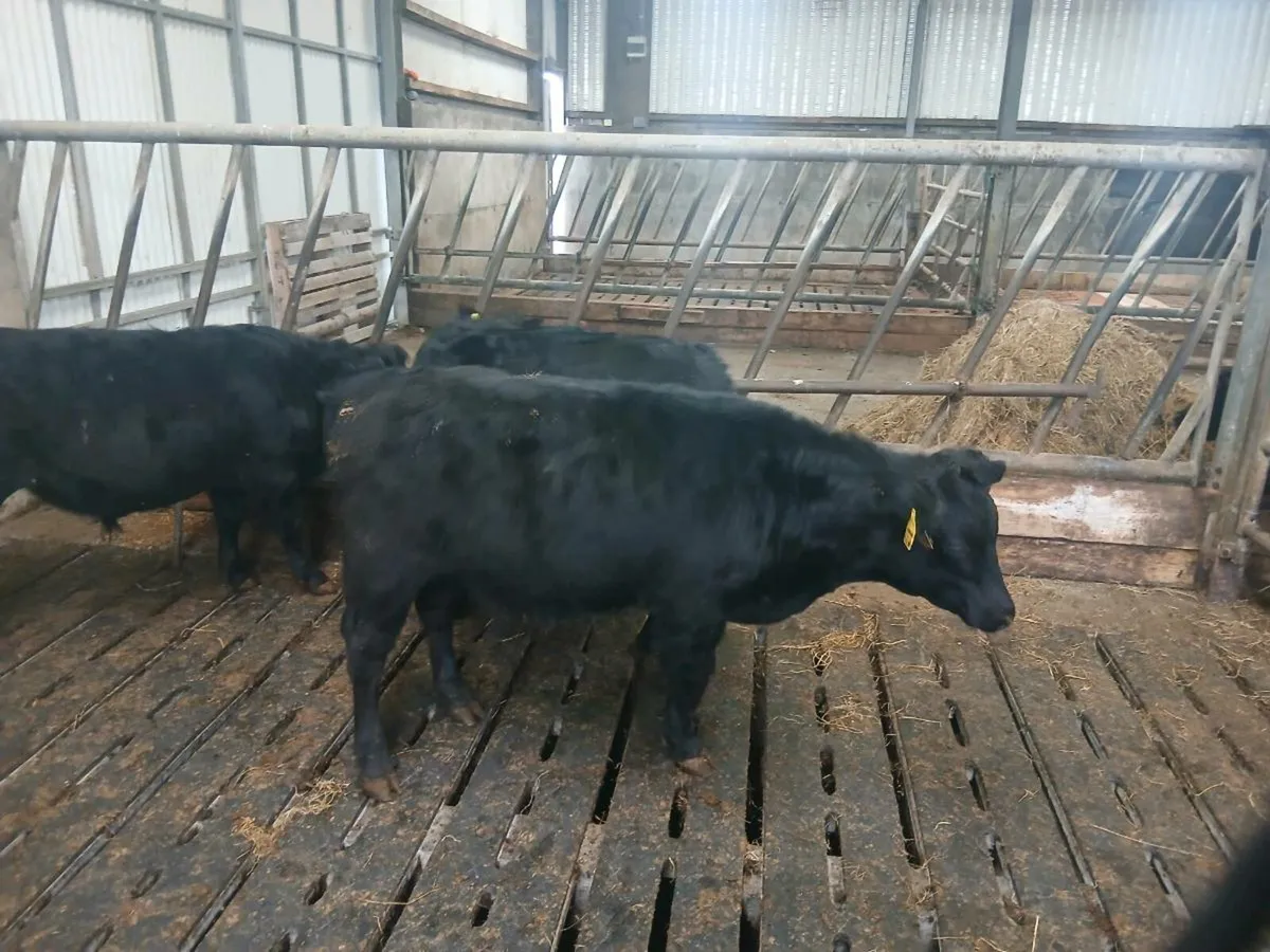 Dexter bullocks - Image 1