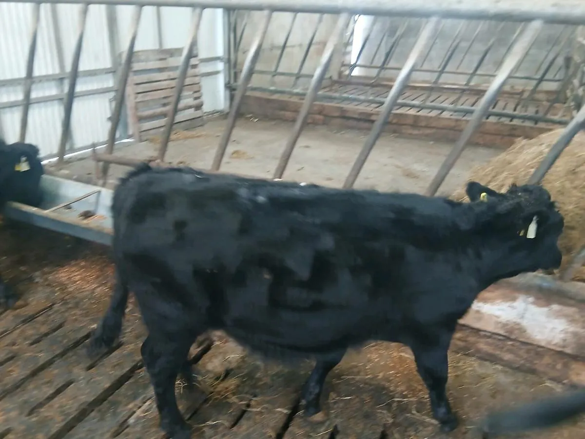 Dexter bullocks - Image 2