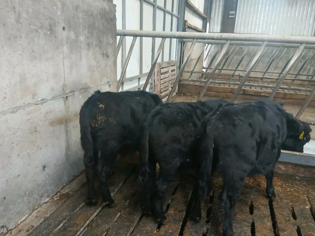 Dexter bullocks - Image 3
