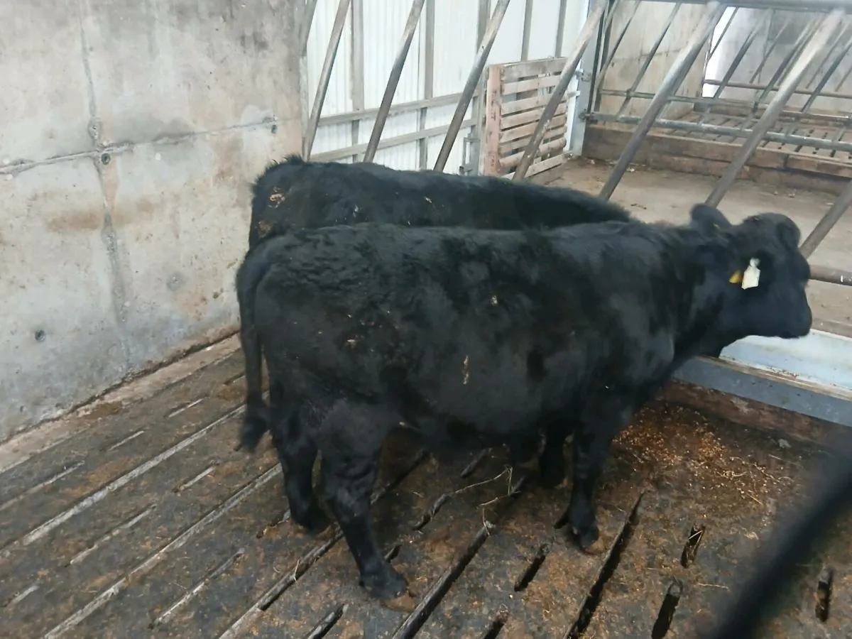 Dexter bullocks - Image 4