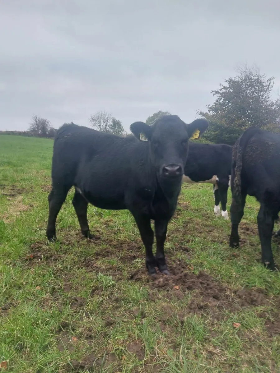 livestock - Image 1