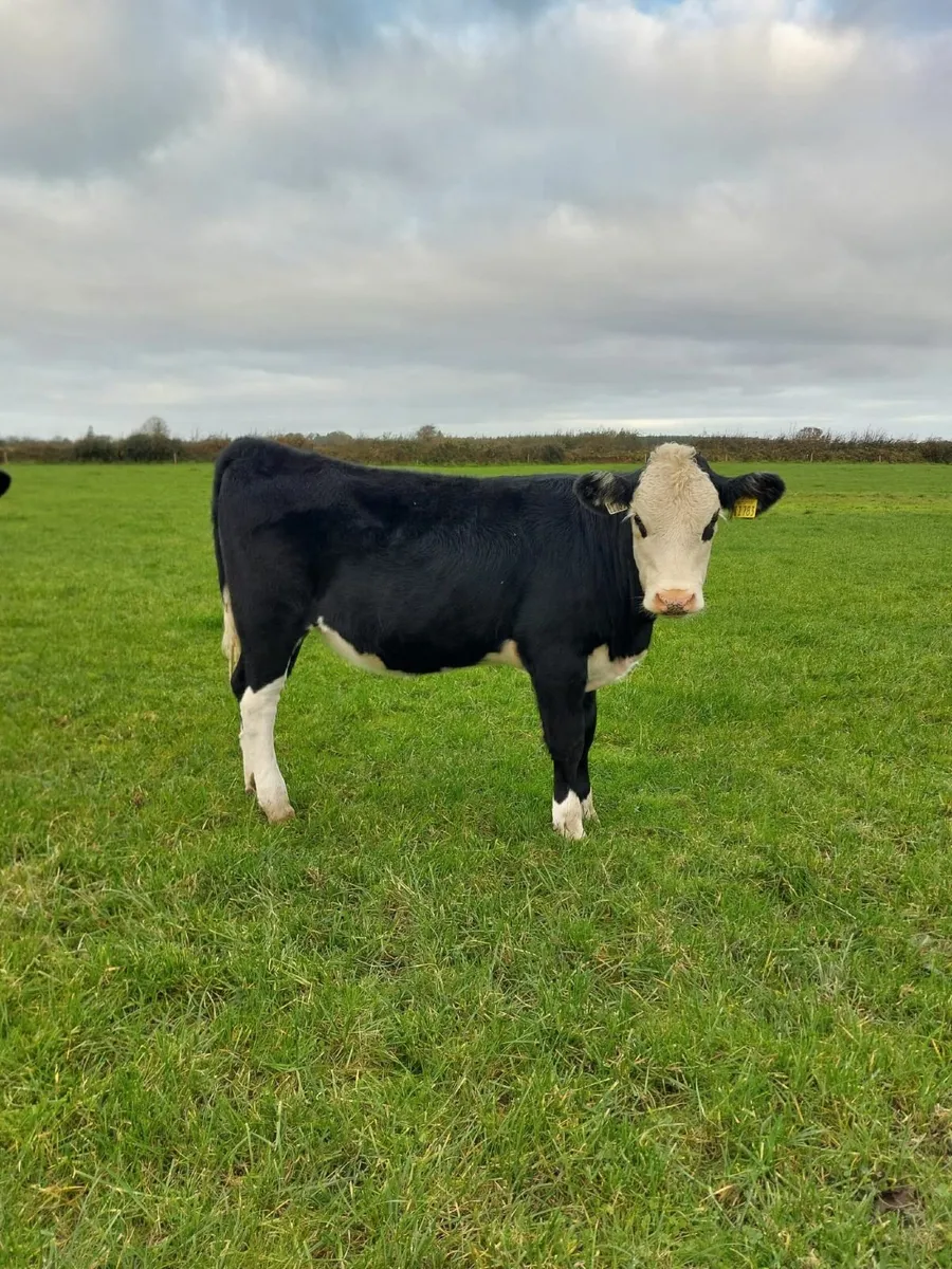 livestock - Image 2
