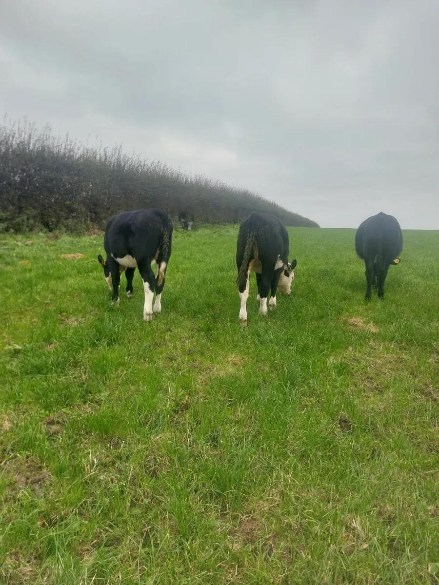 livestock - Image 3