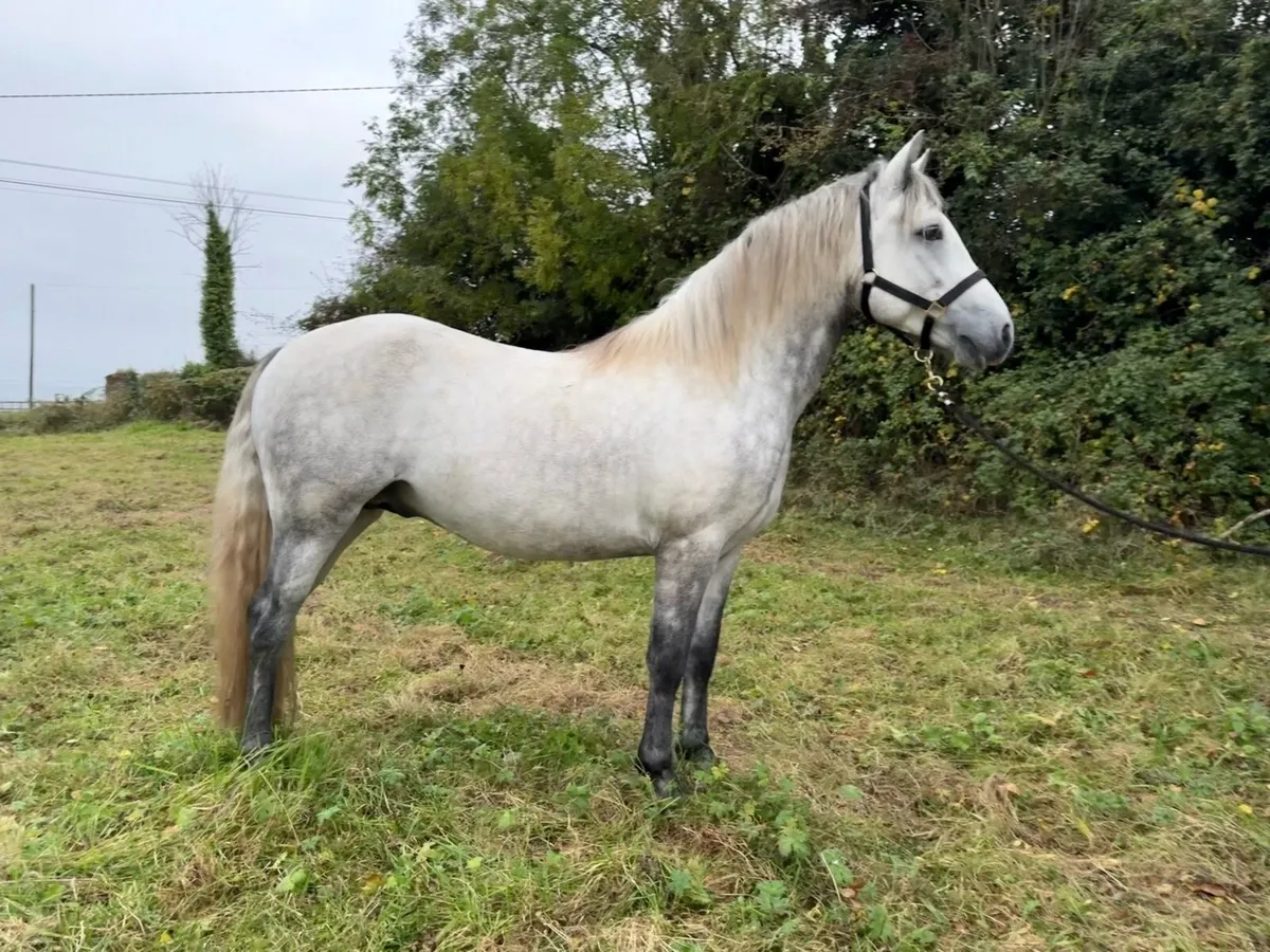 Class 1 young stallion. - Image 1