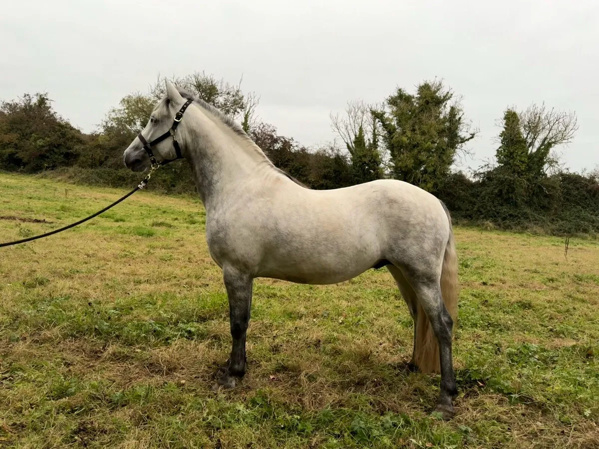 Class 1 young stallion. - Image 2