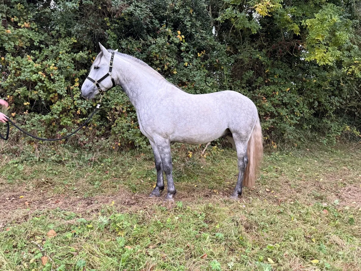 Class 1 young stallion. - Image 3