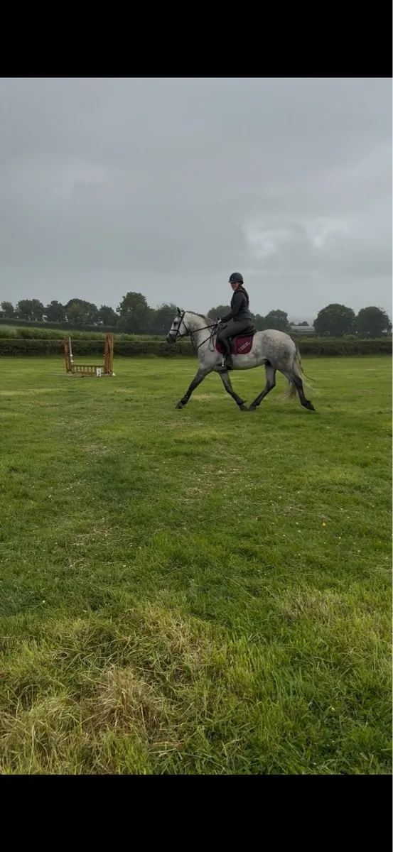 Class 1 young stallion. - Image 4