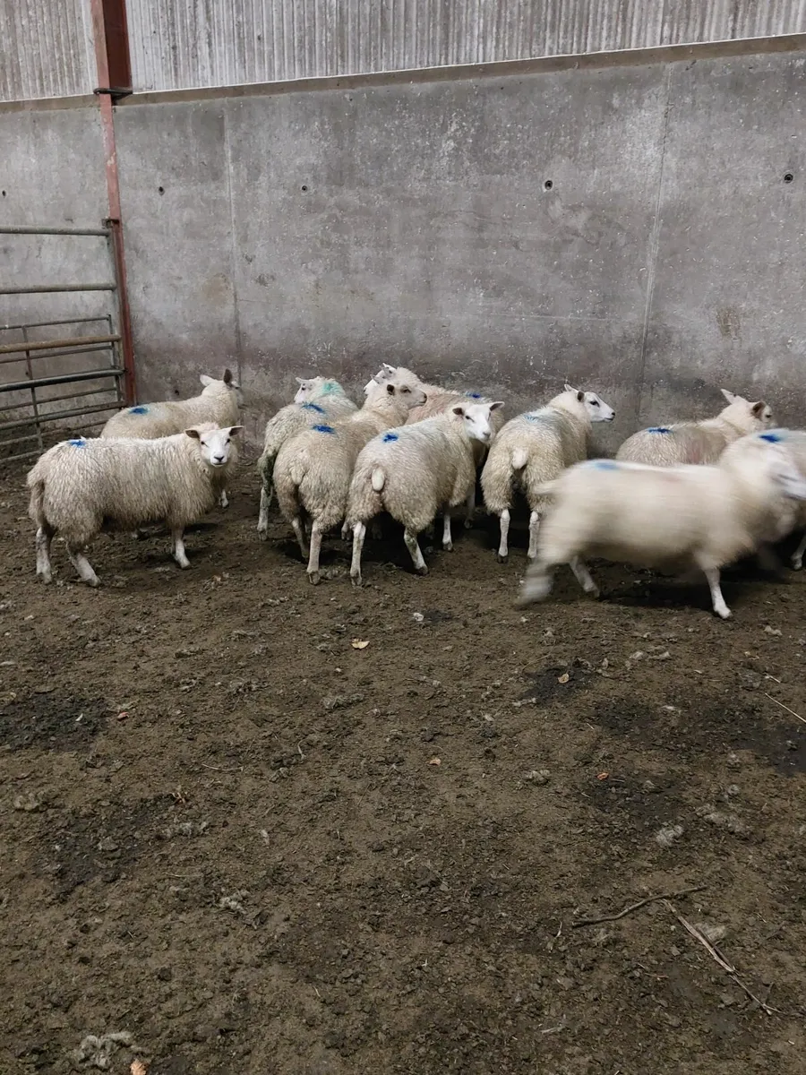 Ewe lambs