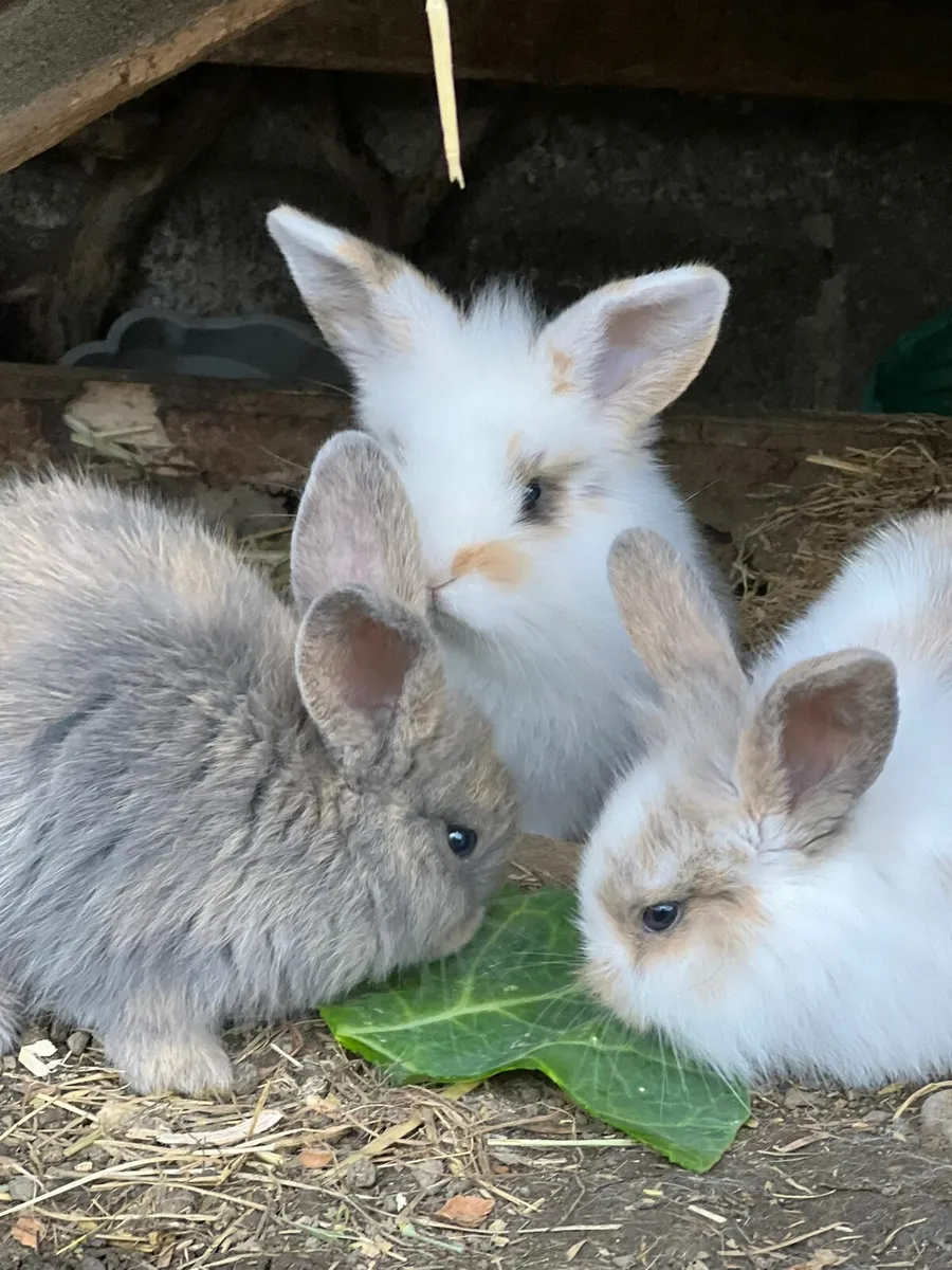 Baby bunnies - Image 1