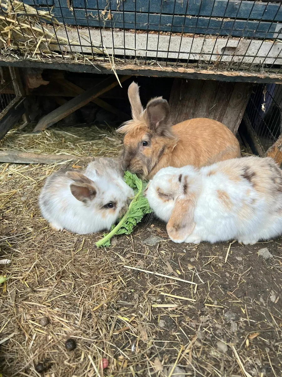 Baby bunnies - Image 2