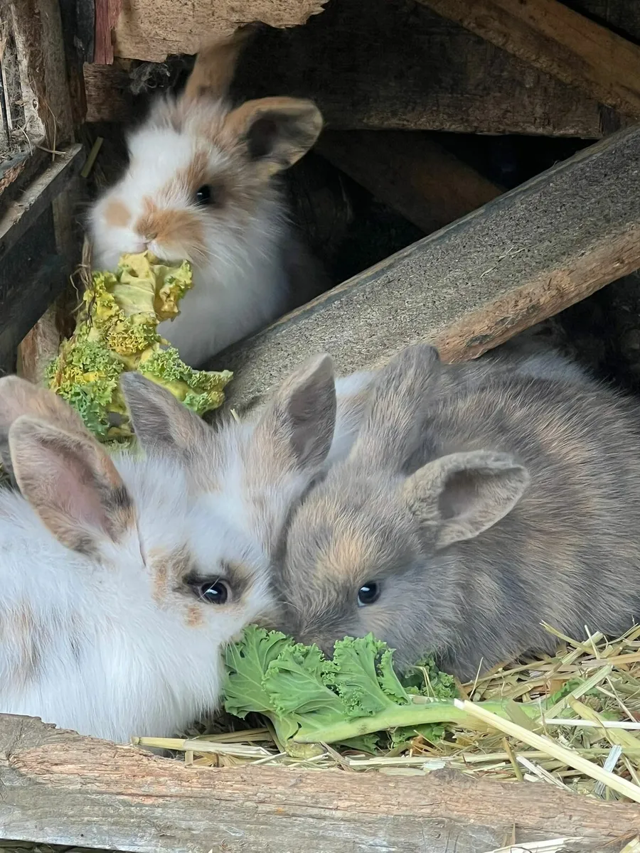 Baby bunnies - Image 3