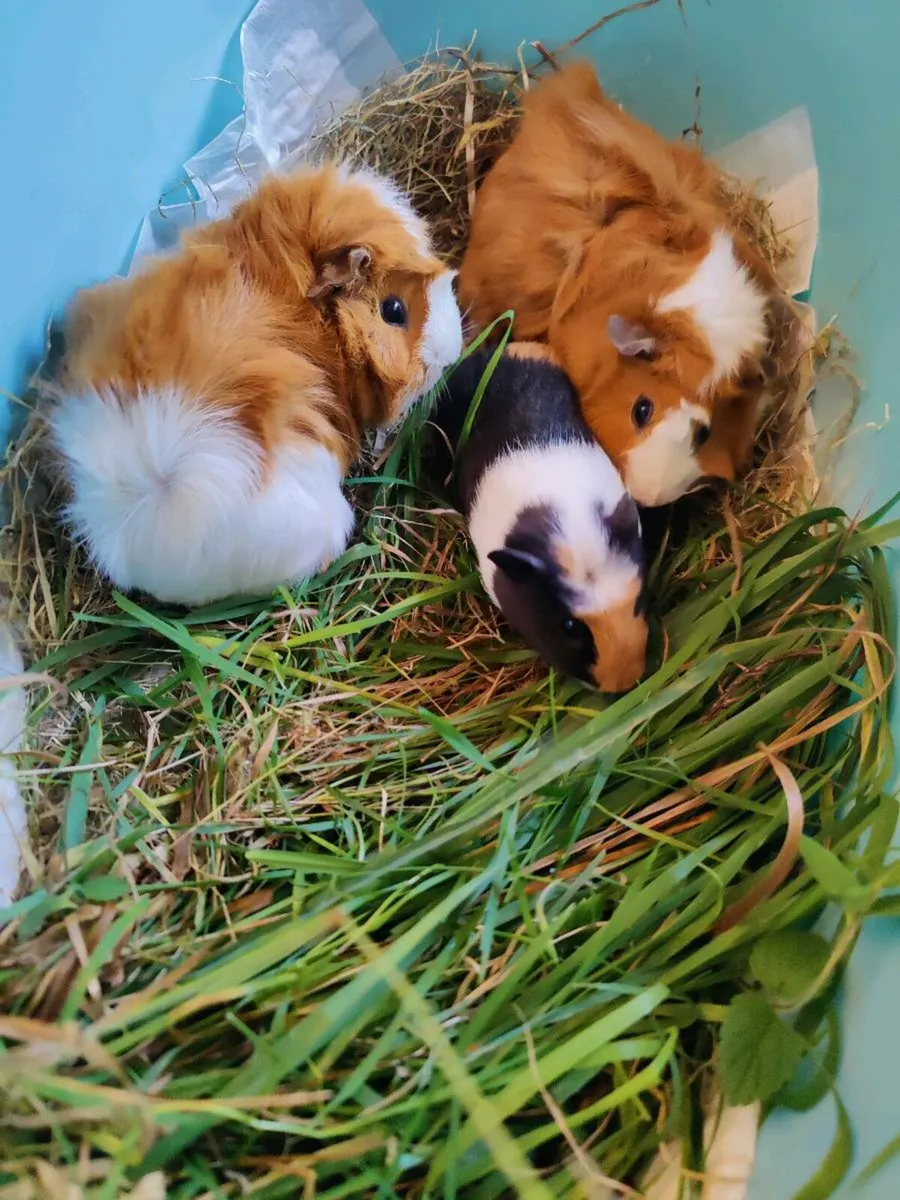 Guinea Pig Smooth Hair Silver  - Image 3