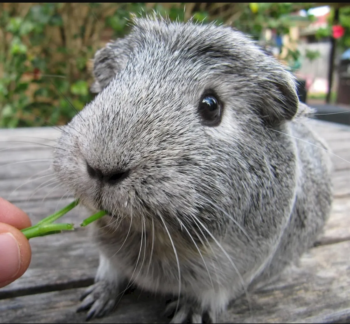 Guinea Pig Smooth Hair Silver  - Image 4