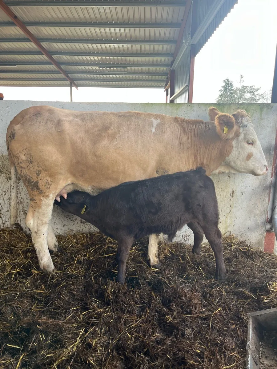 Super team (1st calf) - Image 1