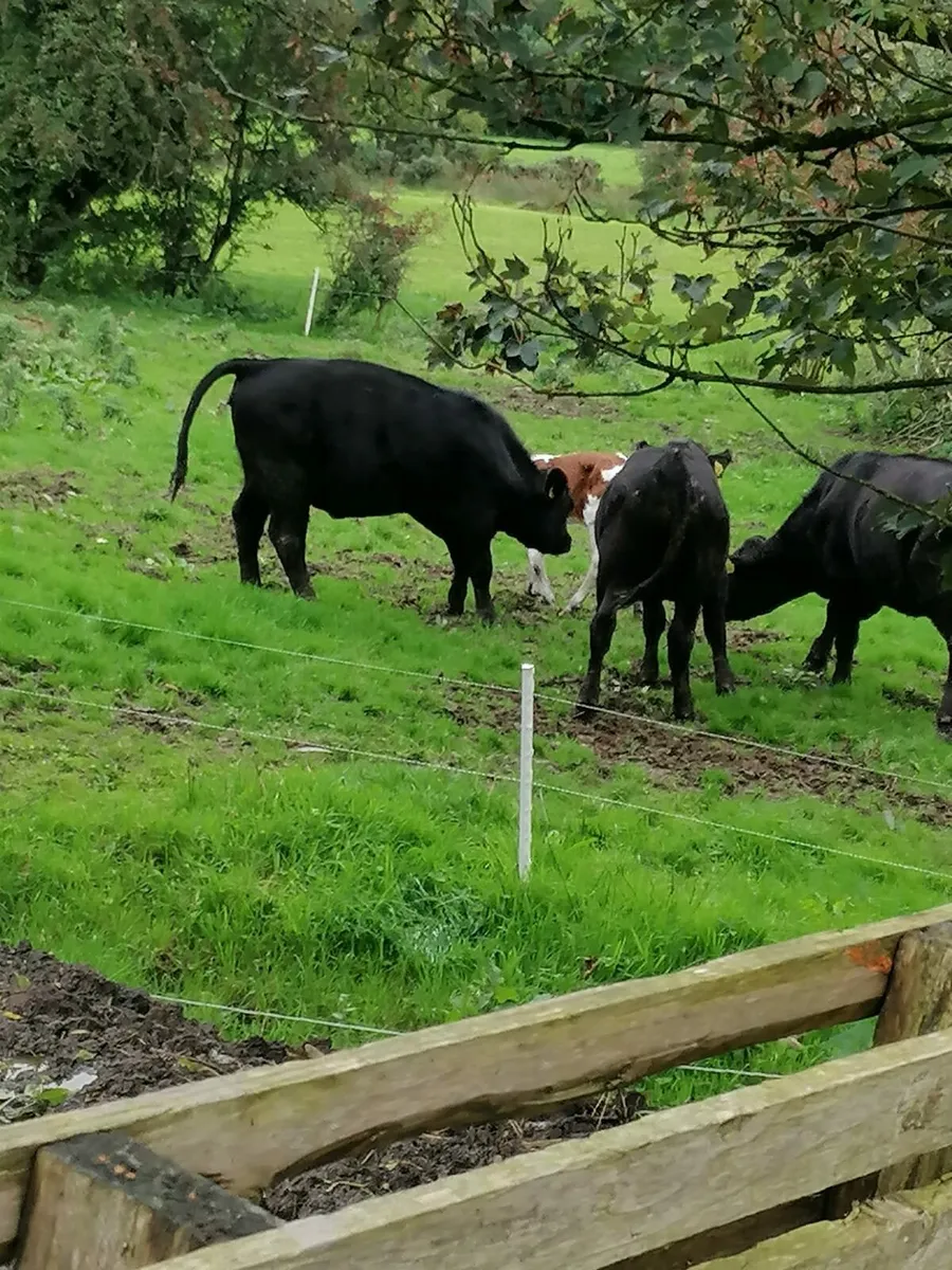 Angus heifer