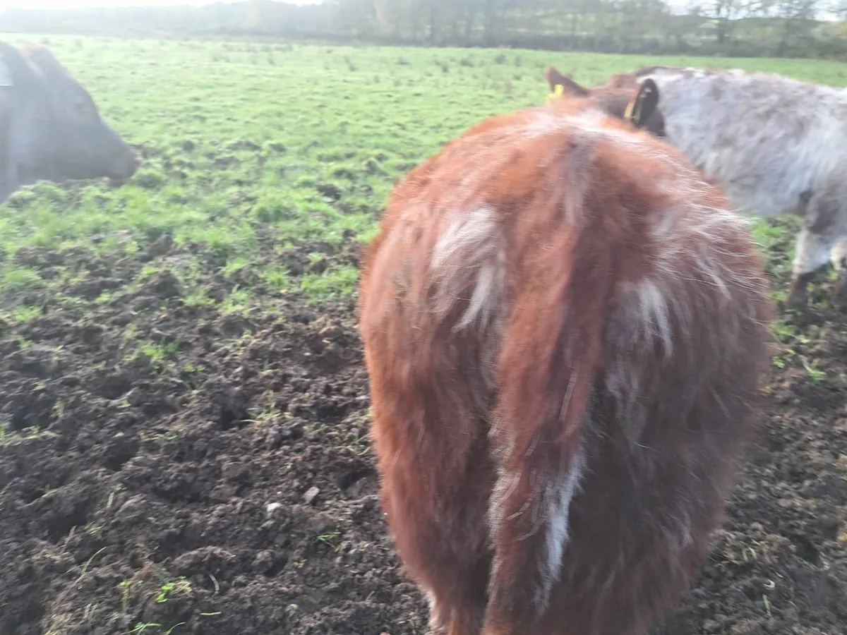 3 Shorthorn PBR weanlingHeifers - Image 2