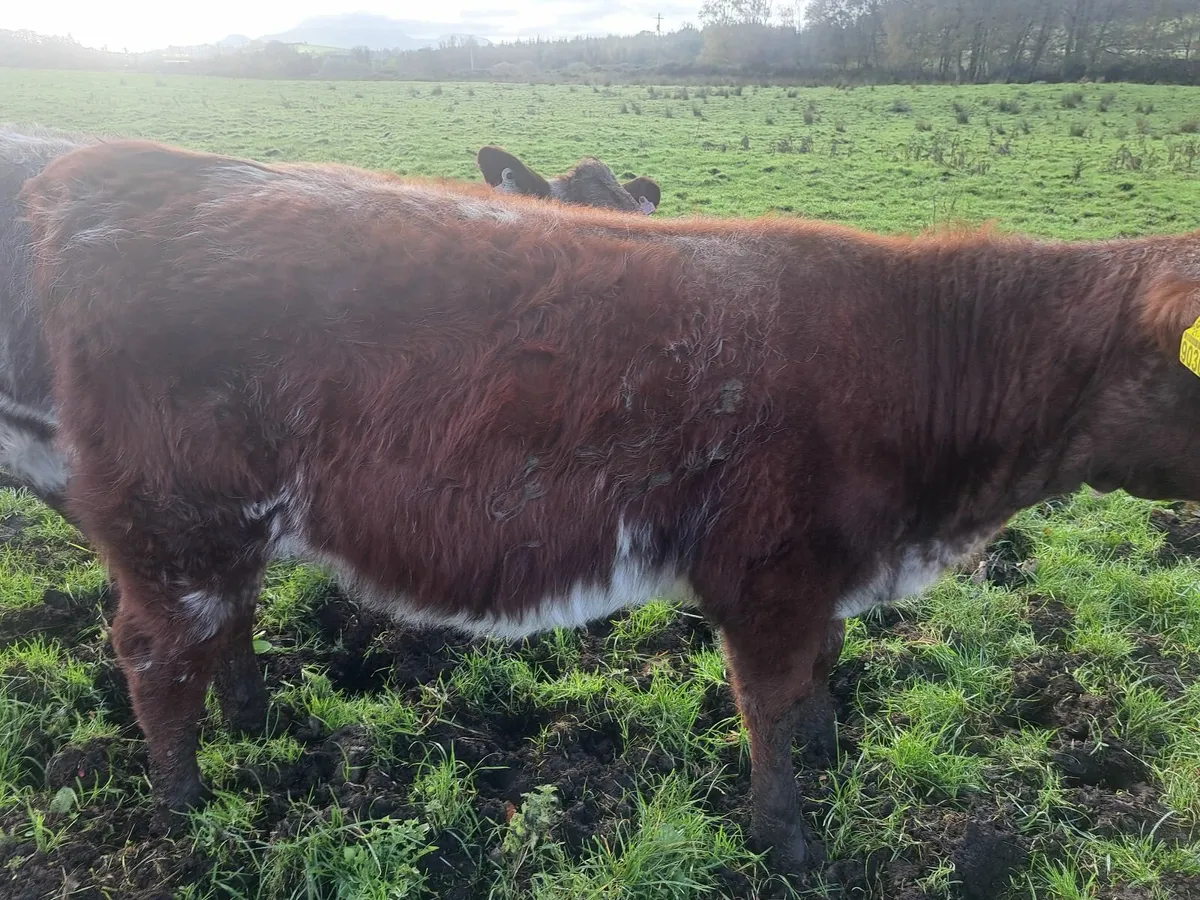 3 Shorthorn PBR weanlingHeifers - Image 3