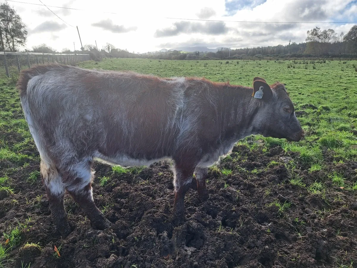 3 Shorthorn PBR weanlingHeifers - Image 1