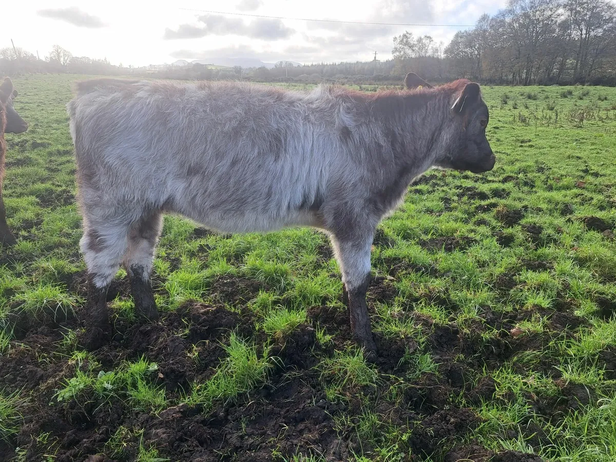 3 Shorthorn PBR weanlingHeifers - Image 4