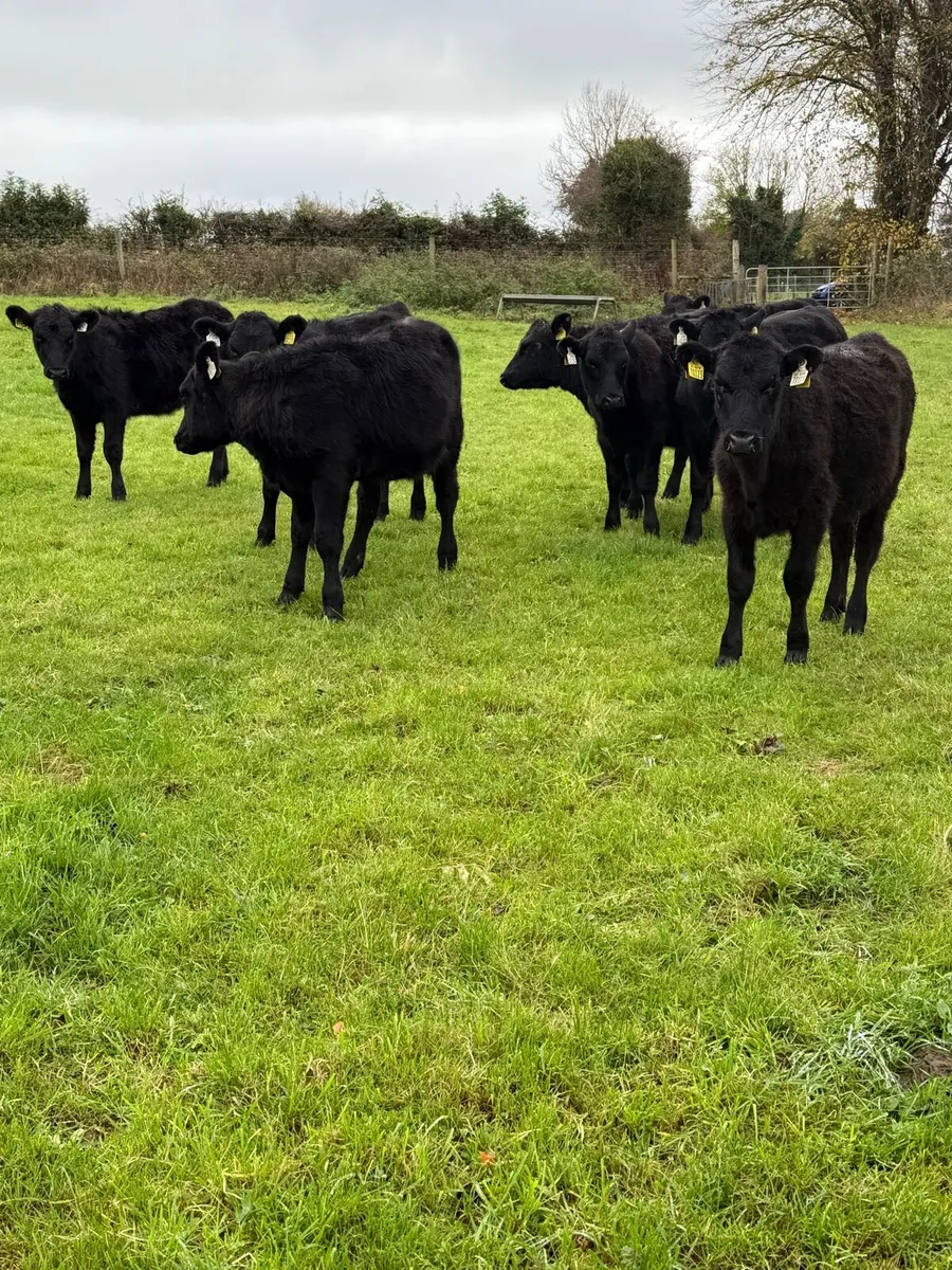 Heifer weanlings - Image 1