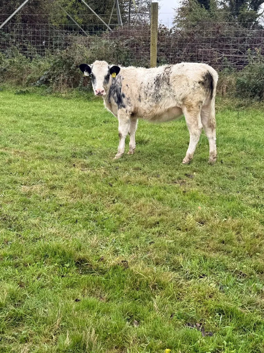 Heifer weanlings - Image 2