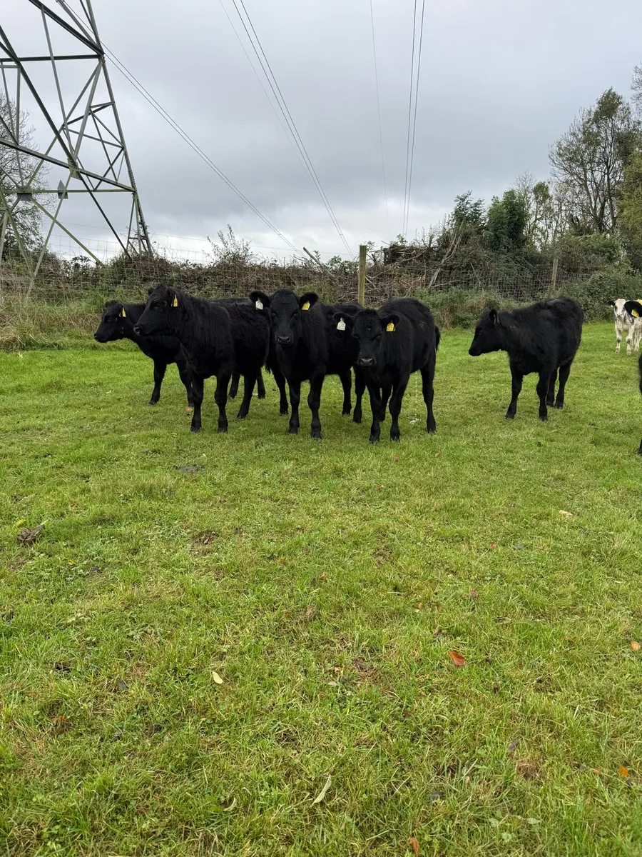 Heifer weanlings - Image 3