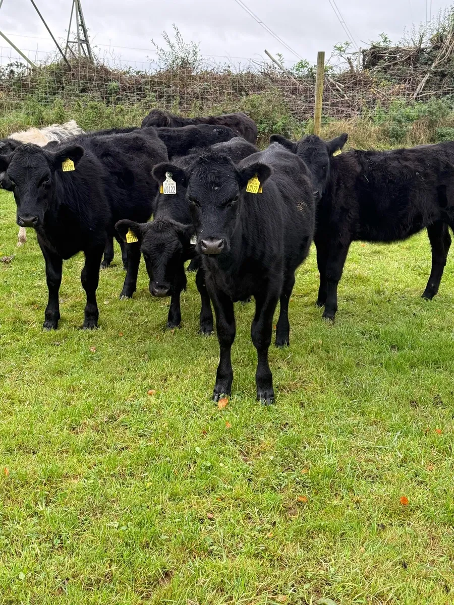 Heifer weanlings - Image 4