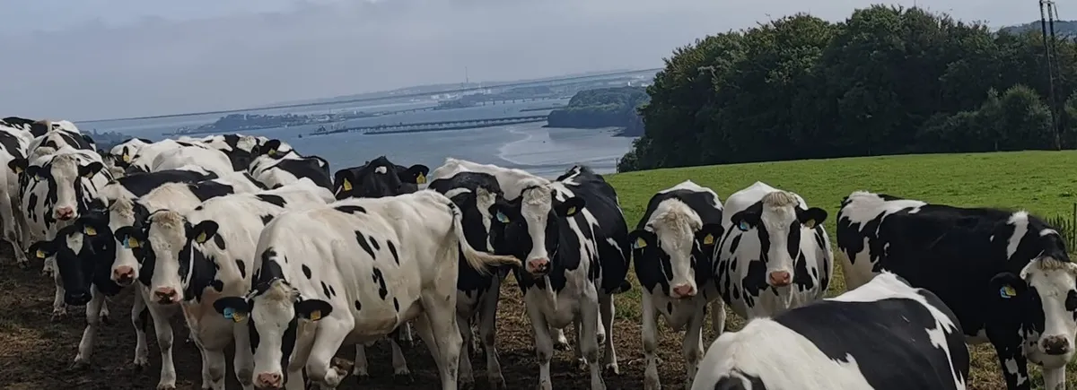 Relief milker in cork available