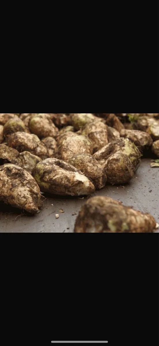 Fodder beet delivered - Image 2