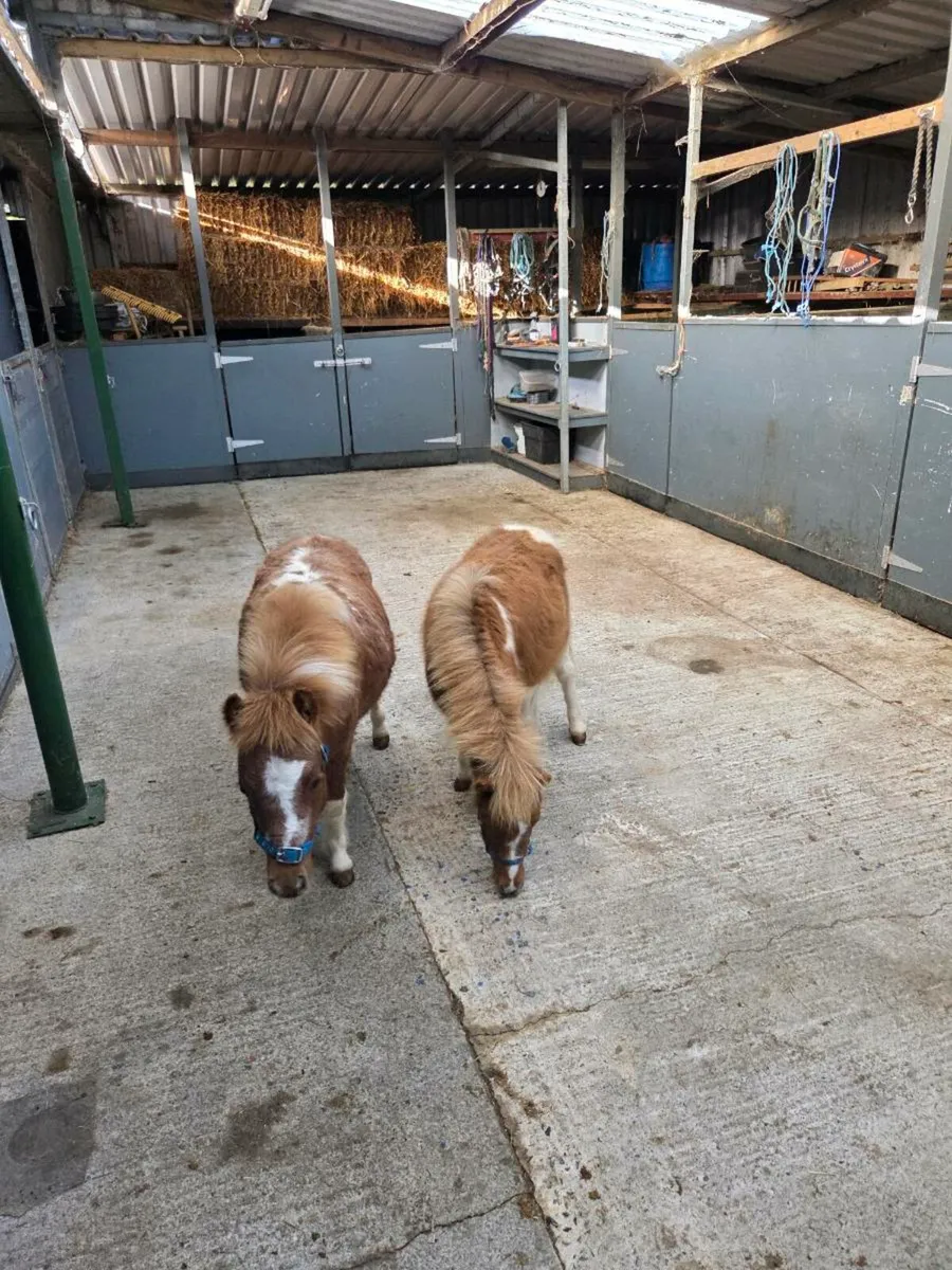 Miniature Falabella Foals. - Image 4