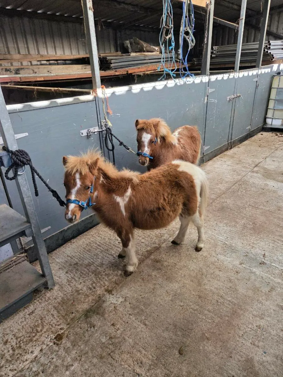 Miniature Falabella Foals. - Image 1