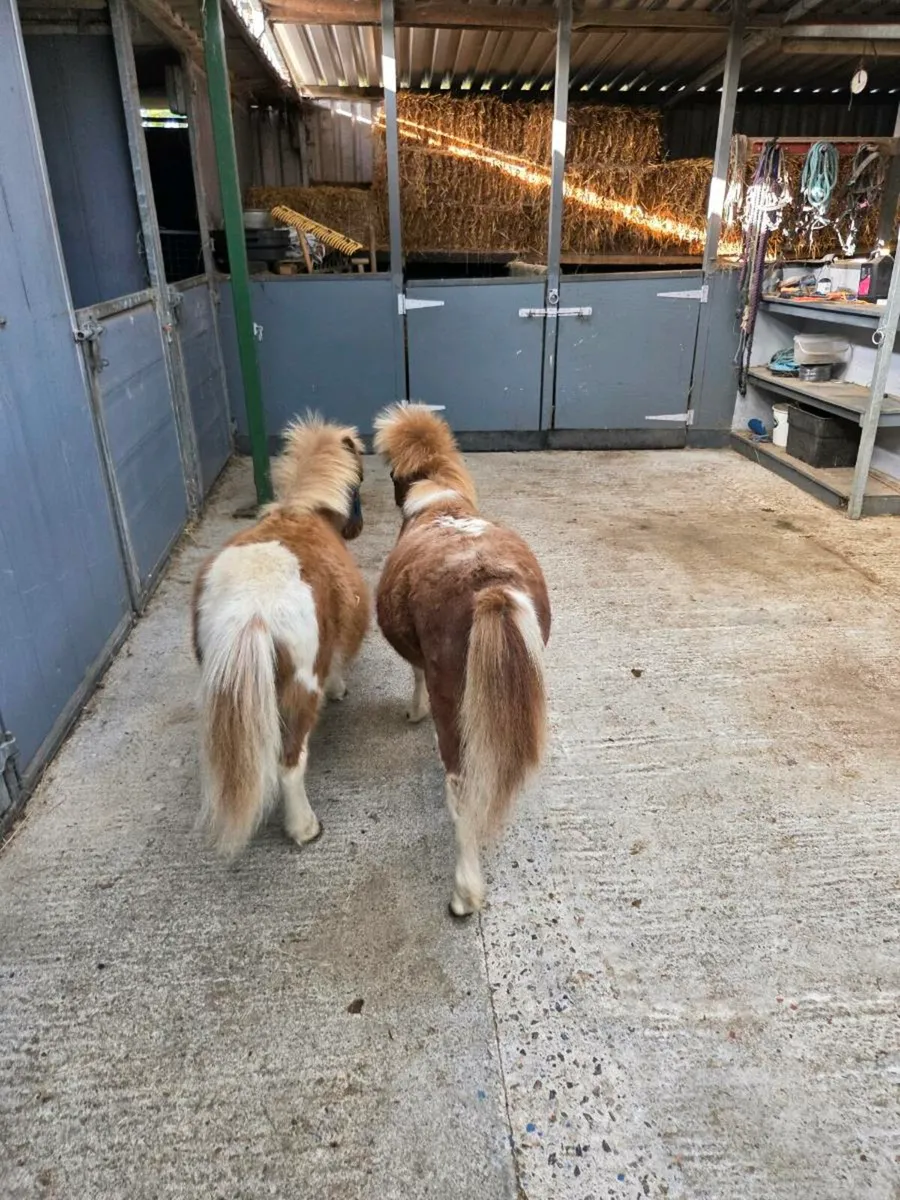 Miniature Falabella Foals. - Image 1