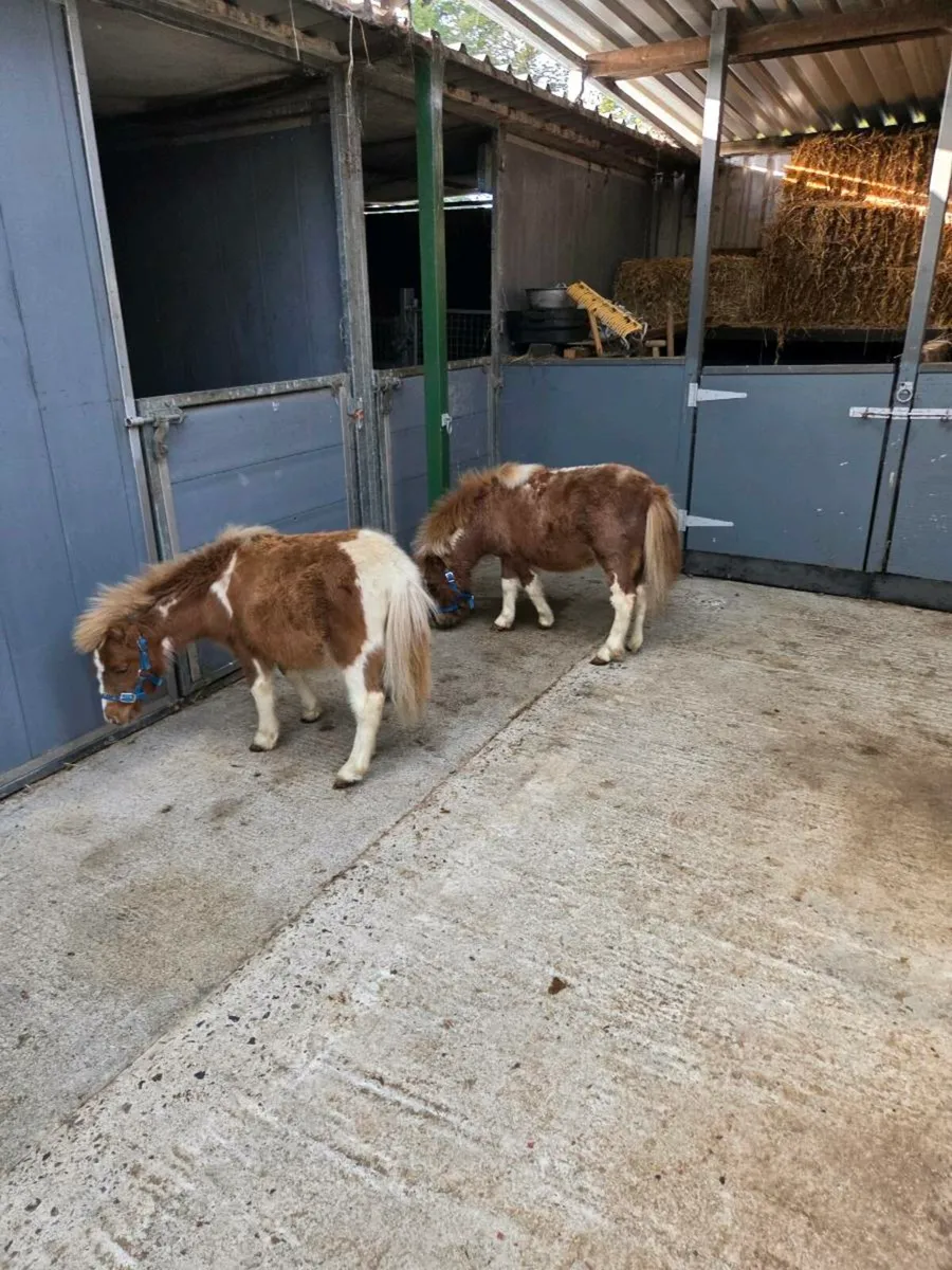 Miniature Falabella Foals. - Image 2