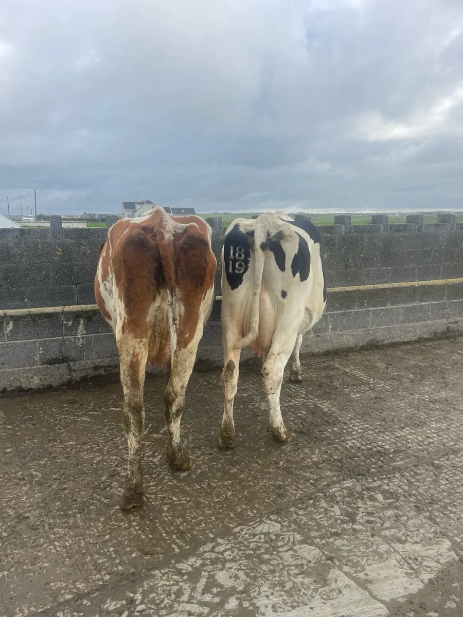 4 empty cows - Image 1