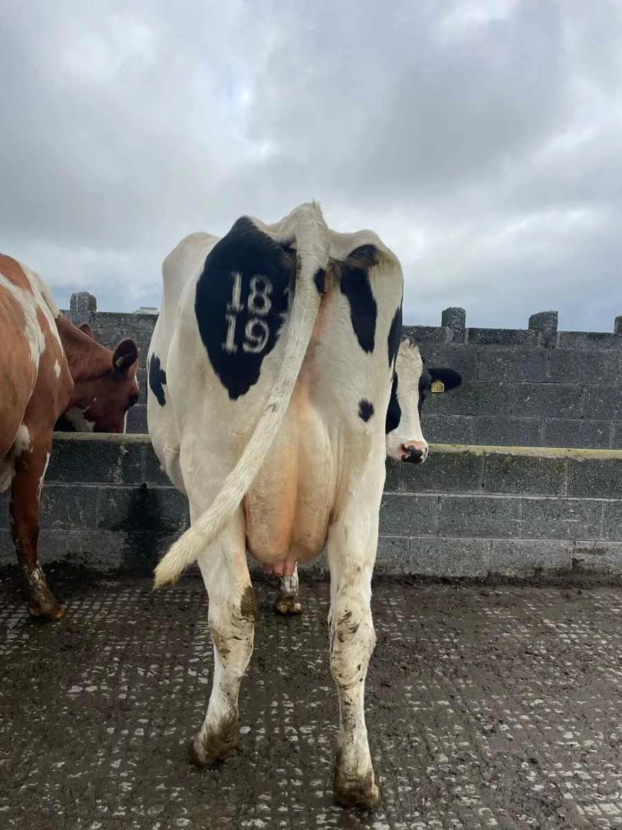 4 empty cows - Image 2