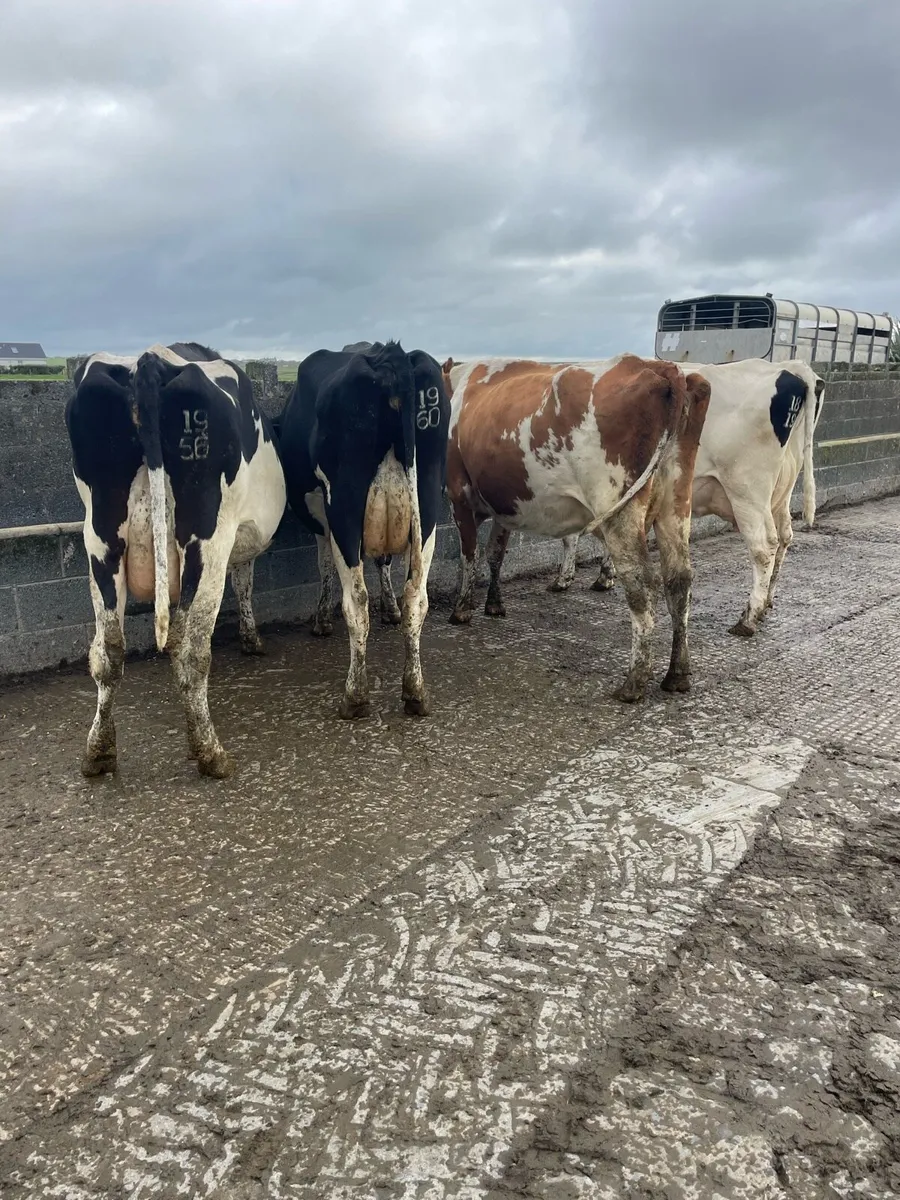 4 empty cows - Image 3