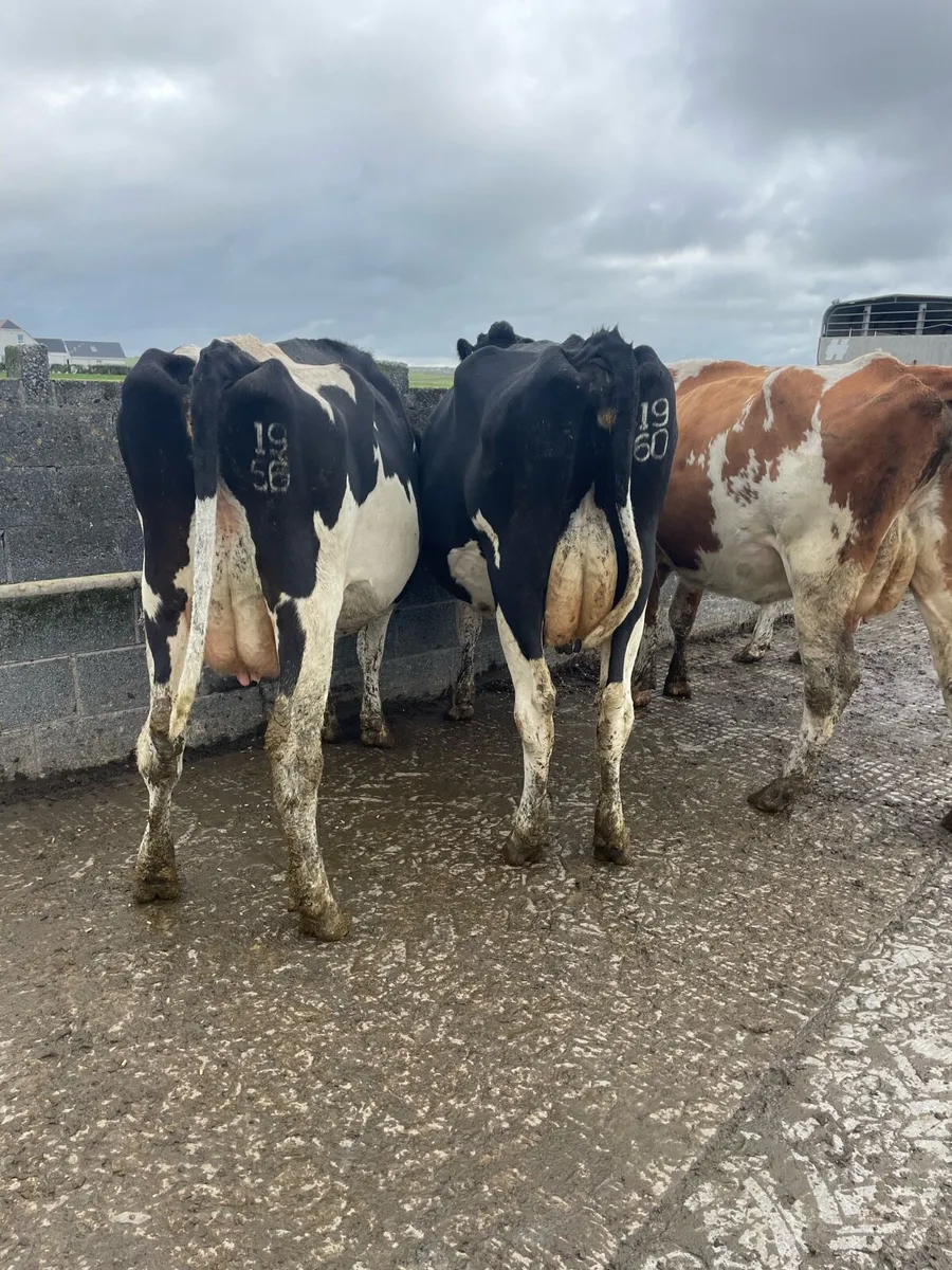 4 empty cows - Image 4