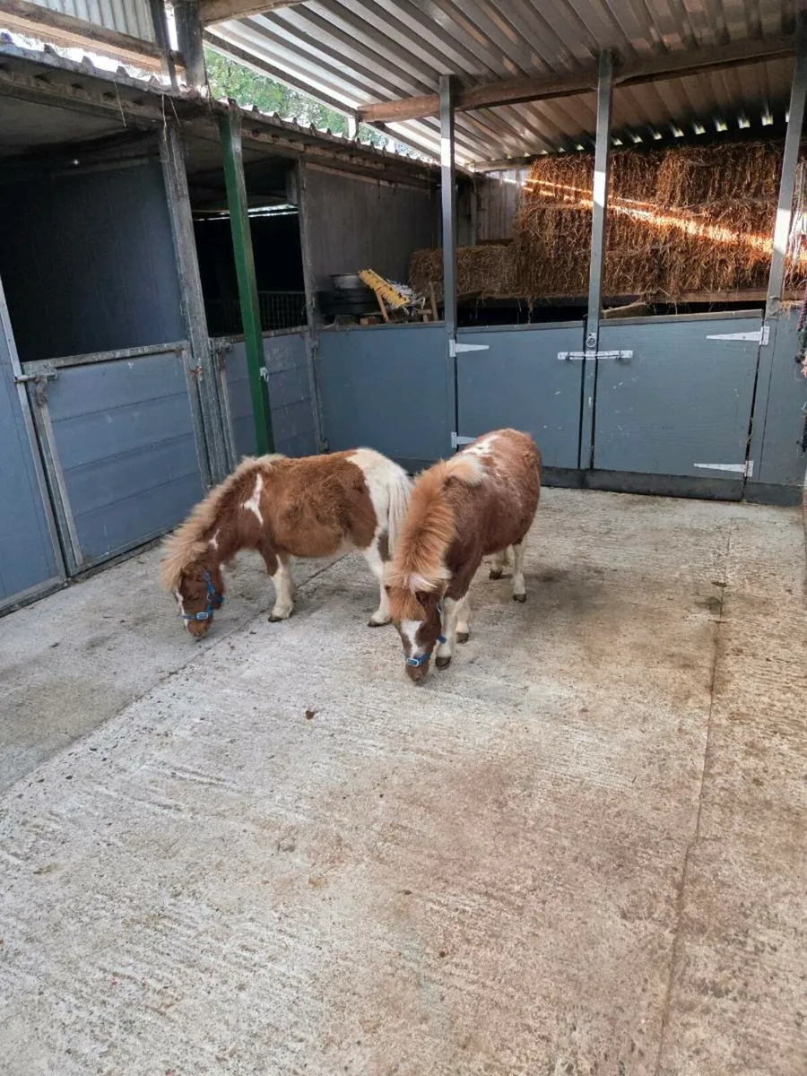 Miniature Falabella Foals. - Image 3