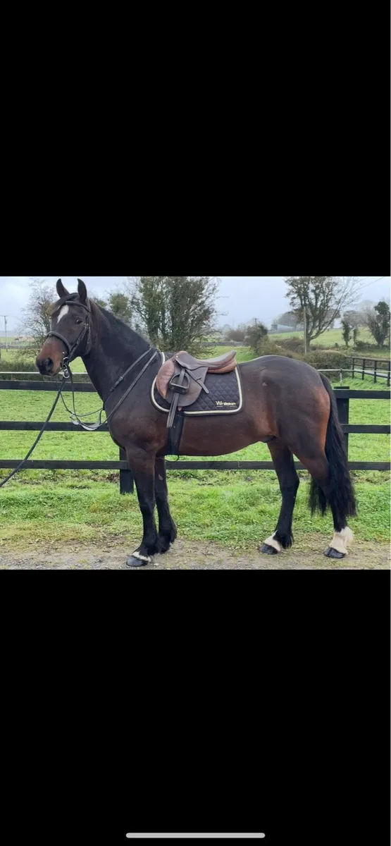 Lovely Cob 4 yrs Gelding - Image 1