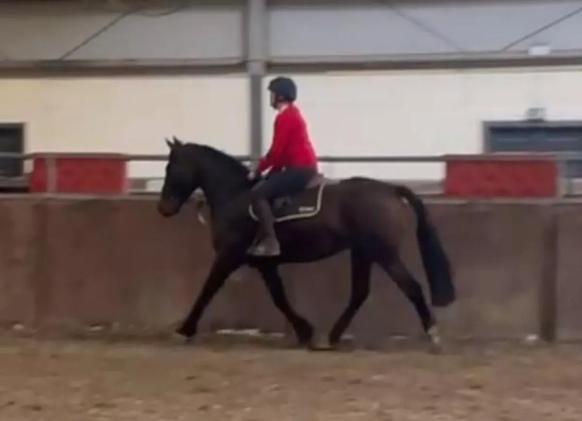 Lovely Cob 4 yrs Gelding - Image 2