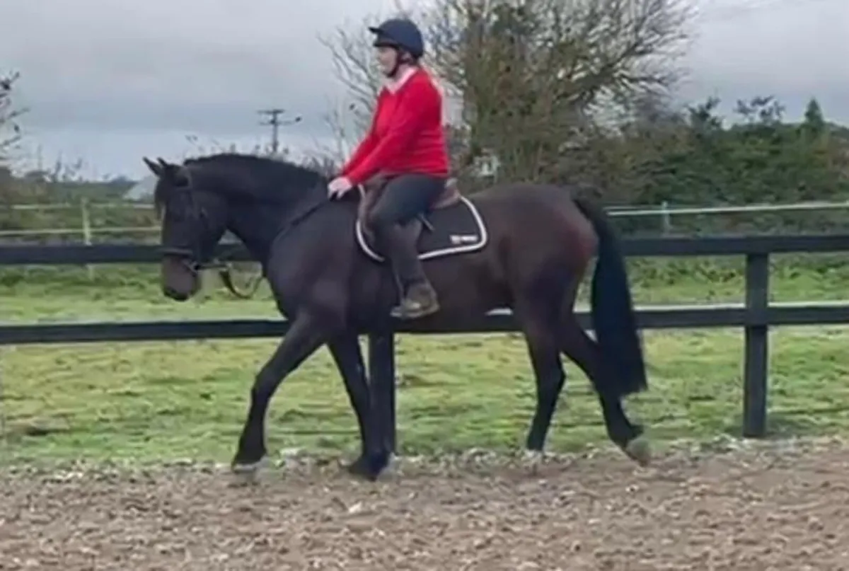 Lovely Cob 4 yrs Gelding - Image 3