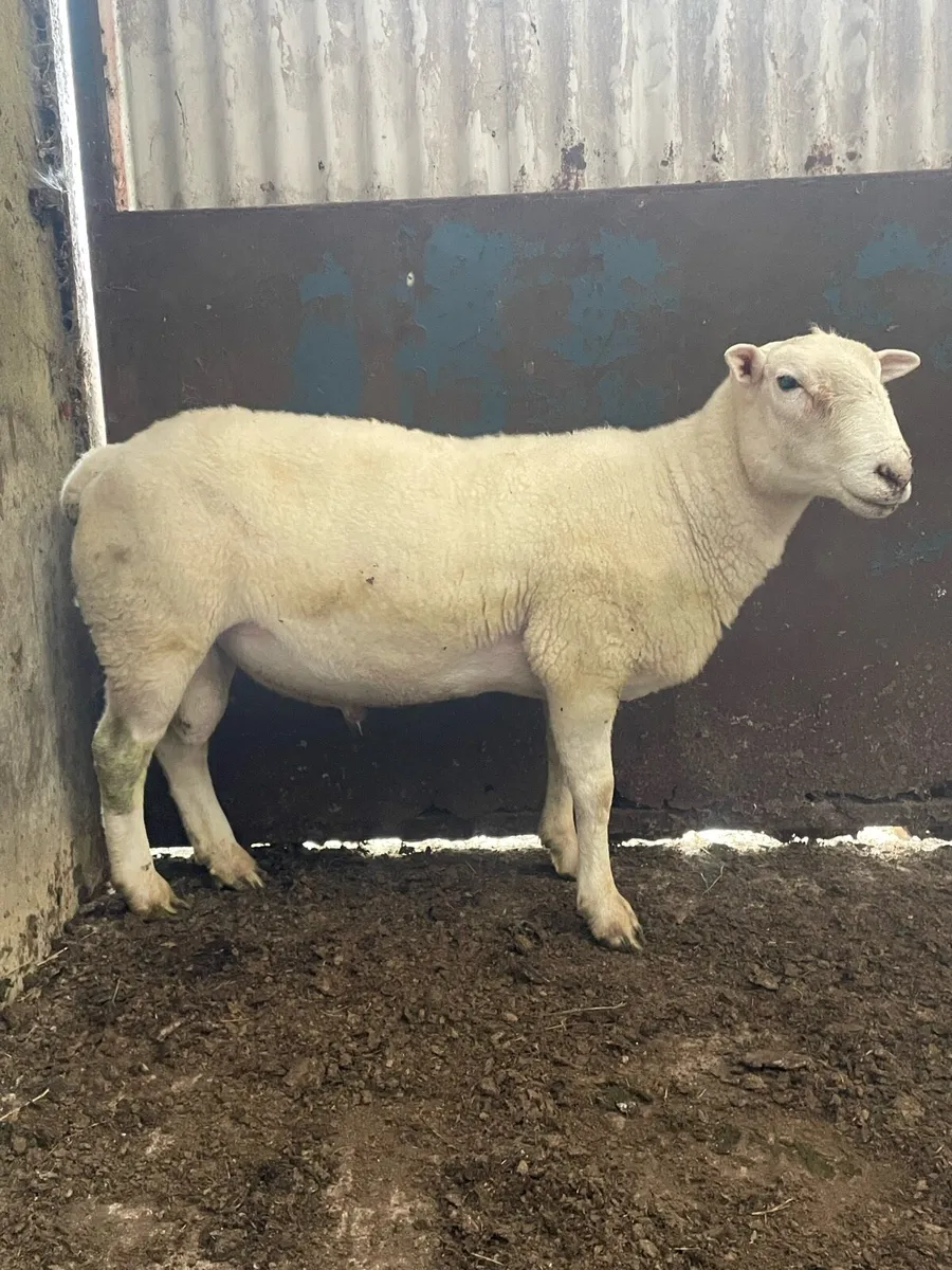 Easycare Hogget Ram - Image 1