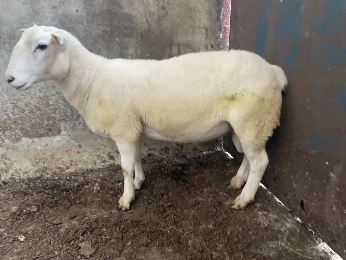 Easycare Hogget Ram - Image 2